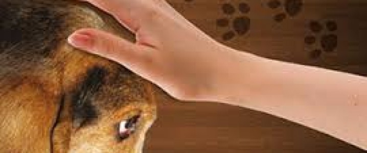 Centros Espíritas c/ Trabalhos de Assistência aos animais