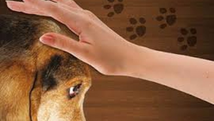 Centros Espíritas c/ Trabalhos de Assistência aos animais